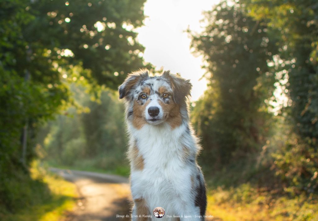 Des Terres De Manaly - Chiots disponibles - Berger Australien