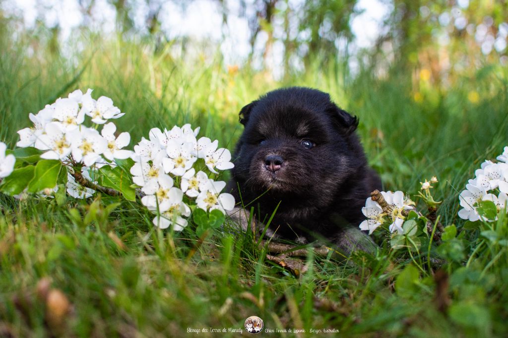 Des Terres De Manaly - Chiots disponibles - Chien finnois de Laponie
