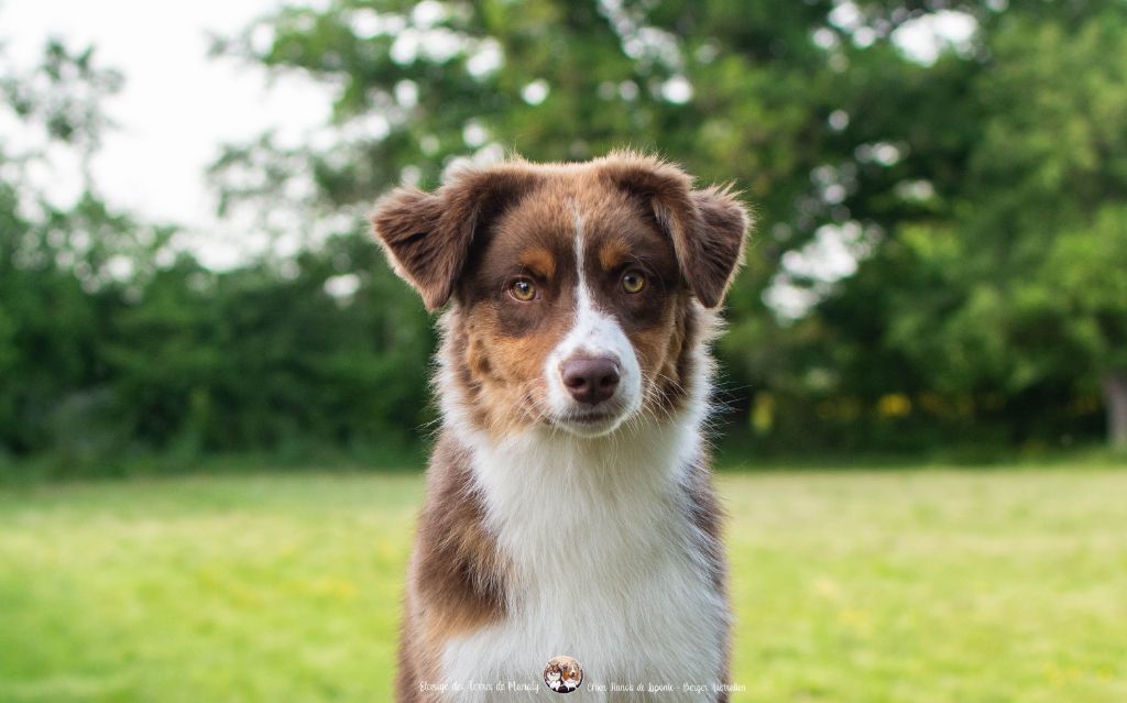 Des Terres De Manaly - Chiots disponibles - Berger Australien