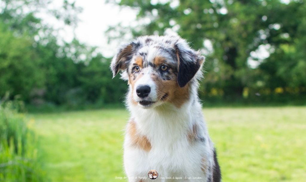 Des Terres De Manaly - Chiots disponibles - Berger Australien