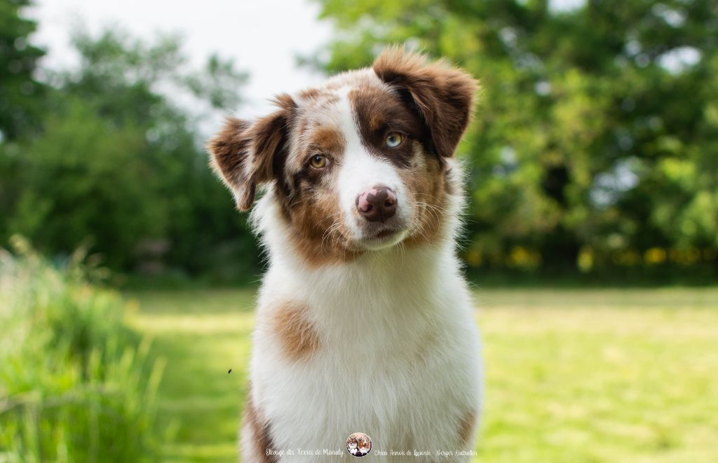 Des Terres De Manaly - Chiots disponibles - Berger Australien
