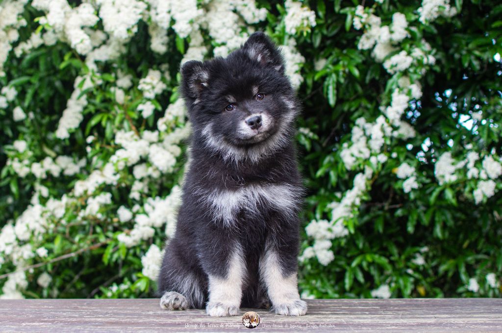 Des Terres De Manaly - Chiots disponibles - Chien finnois de Laponie