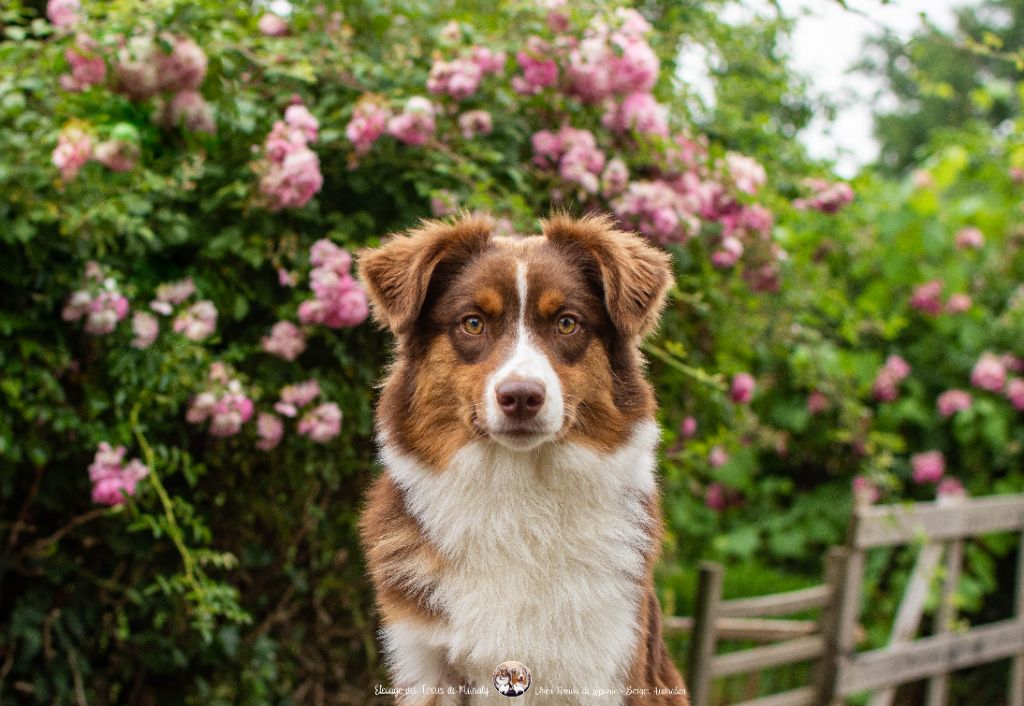 Des Terres De Manaly - Chiots disponibles - Berger Australien