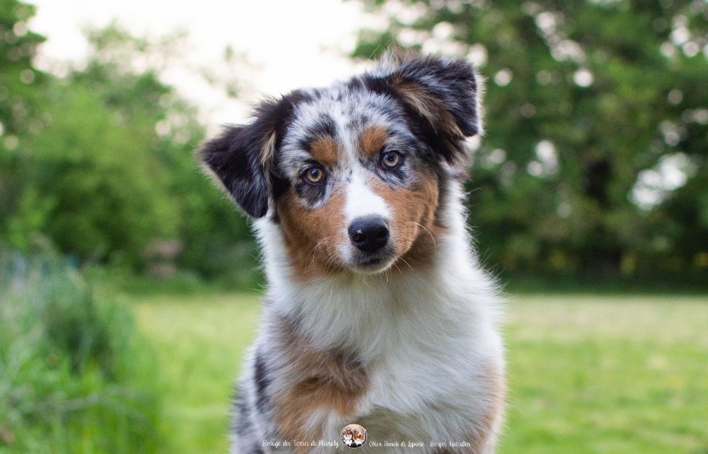 Des Terres De Manaly - Chiots disponibles - Berger Australien