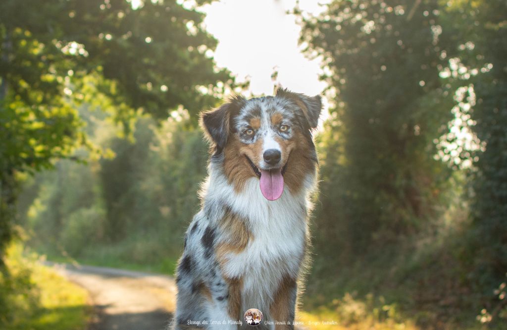 Des Terres De Manaly - Chiots disponibles - Berger Australien