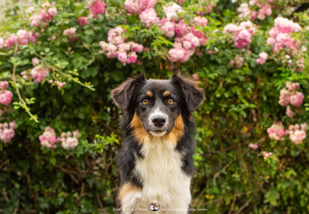 Des Terres De Manaly - Chiots disponibles - Berger Australien