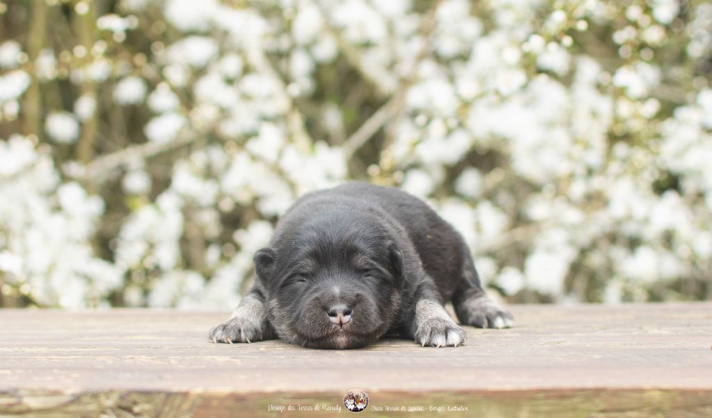 Des Terres De Manaly - Chiots disponibles - Chien finnois de Laponie