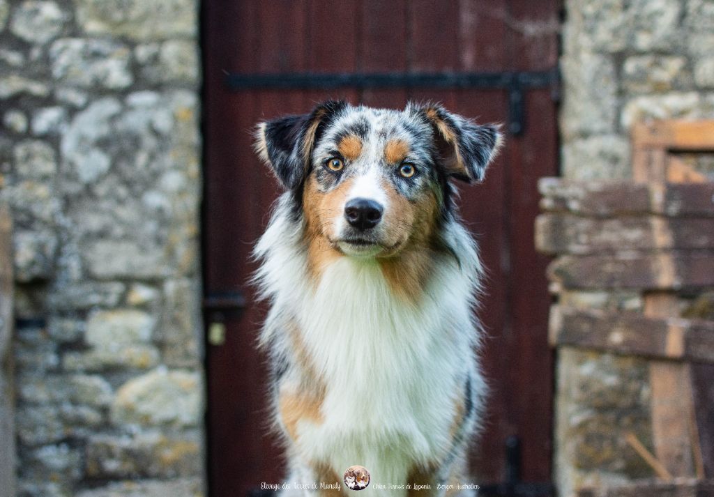 Des Terres De Manaly - Chiots disponibles - Berger Australien
