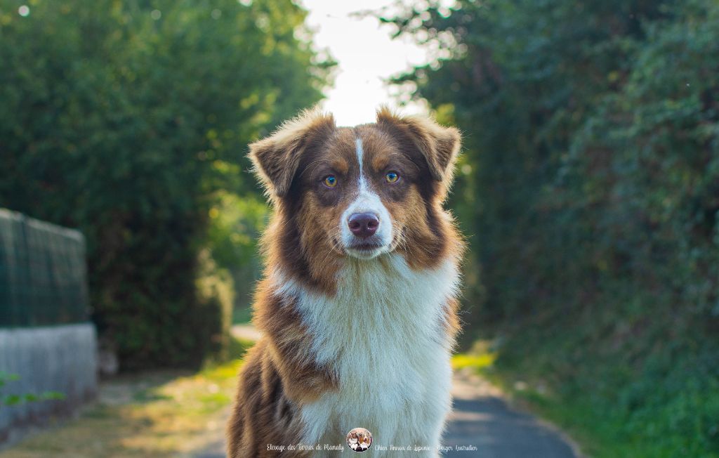 Des Terres De Manaly - Chiots disponibles - Berger Australien