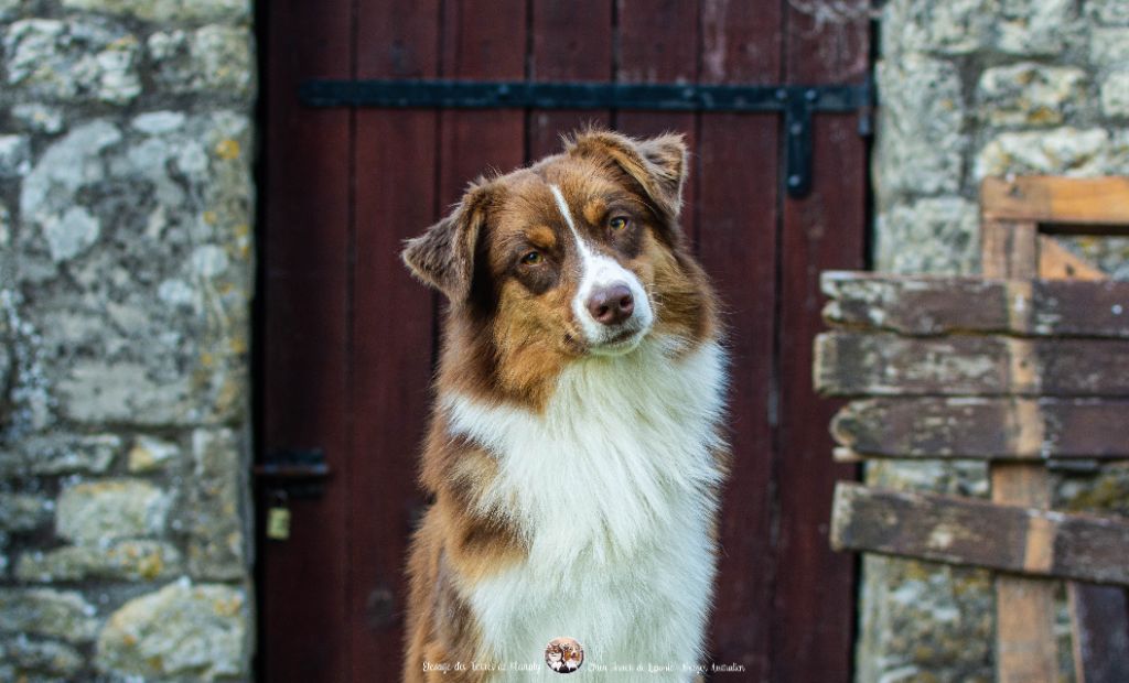 Des Terres De Manaly - Chiots disponibles - Berger Australien