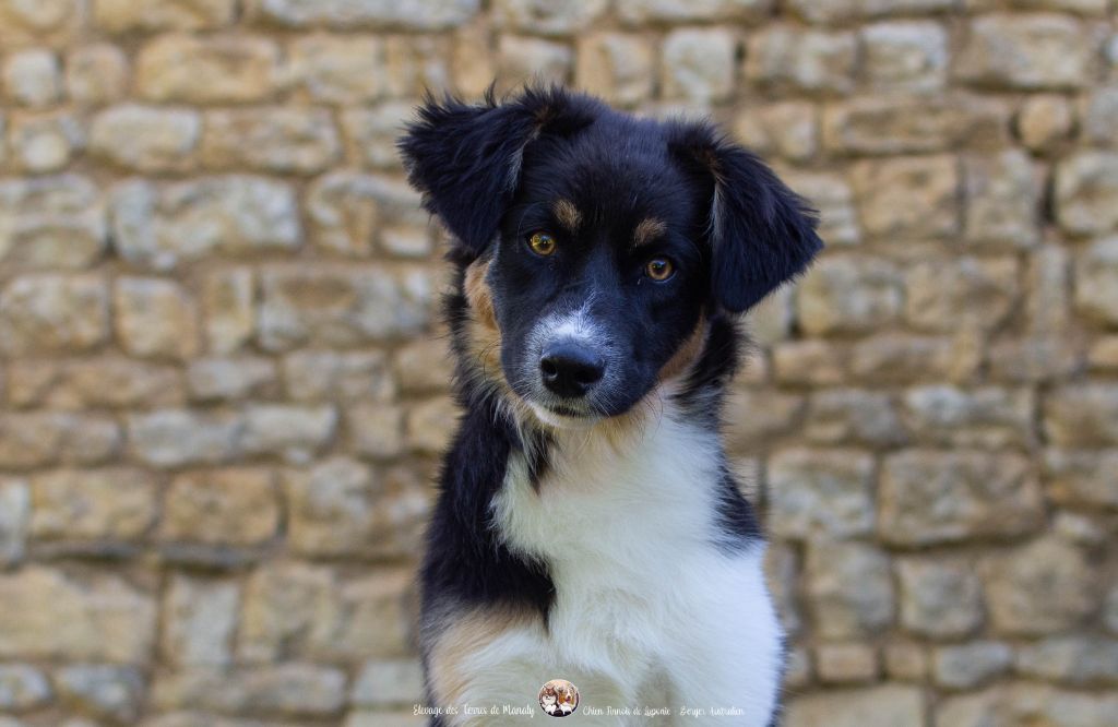 Des Terres De Manaly - Chiots disponibles - Berger Australien