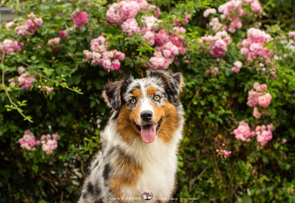 Des Terres De Manaly - Chiots disponibles - Berger Australien