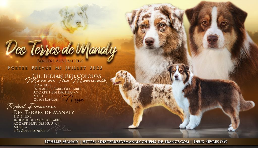 Des Terres De Manaly - Berger Australien - Portée née le 10/07/2022