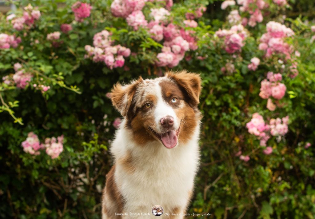 Des Terres De Manaly - Chiots disponibles - Berger Australien