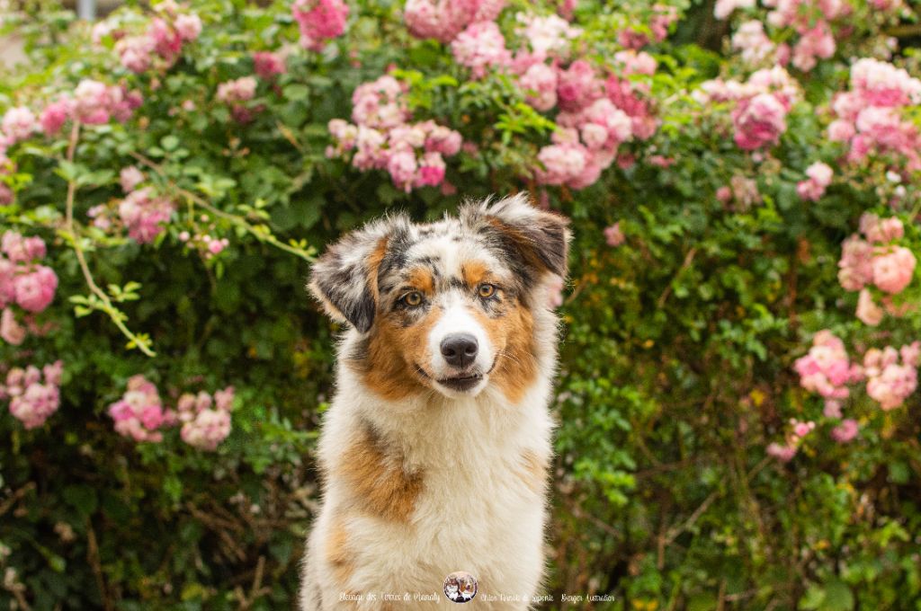 Des Terres De Manaly - Chiots disponibles - Berger Australien
