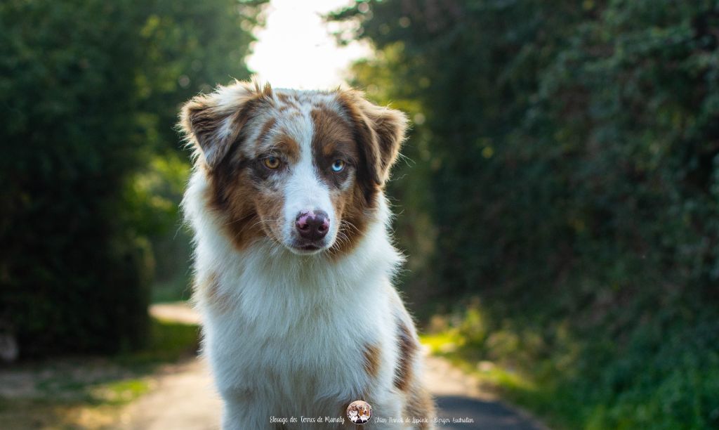 Des Terres De Manaly - Chiots disponibles - Berger Australien