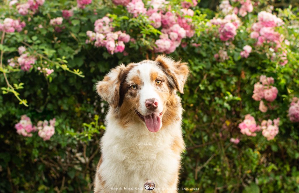 Des Terres De Manaly - Chiots disponibles - Berger Australien